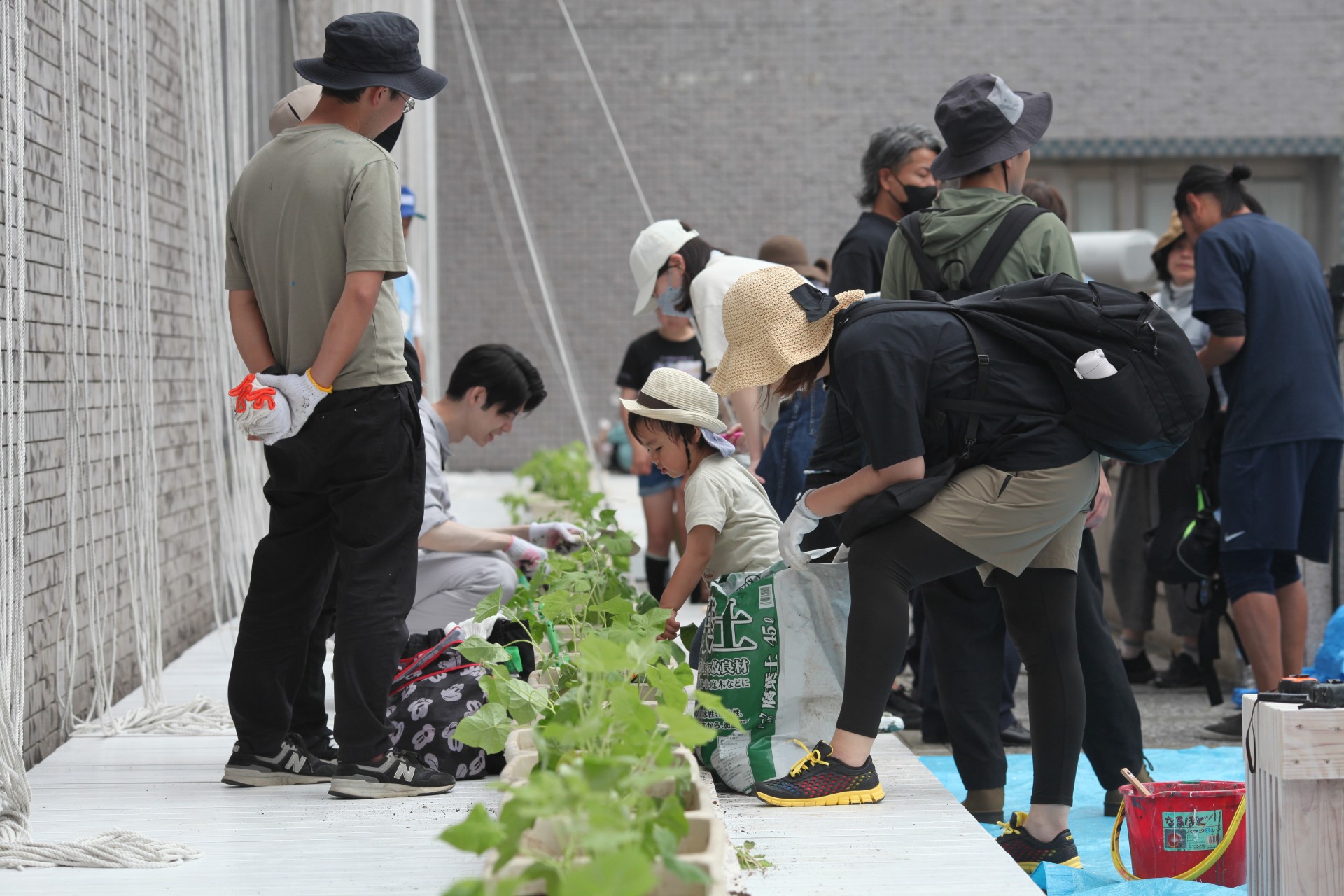 「明後日朝顔プロジェクト2025水戸」苗植え