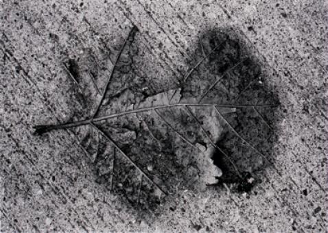 石元泰博写真展｜現代美術ギャラリー｜水戸芸術館